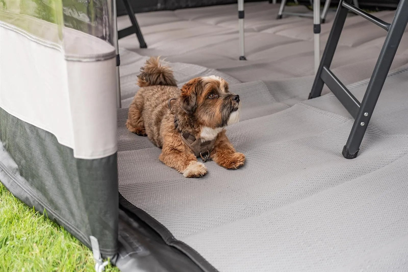Hund liegt im Innenraum des Telta Life 390 Vorzelts auf derm robusten Teppich zwischen Campingmöbeln